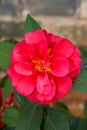 Close-up of blooming red camellias planted in the park