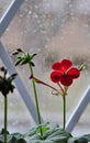 Rainy day. Silhouette of flower in the window. Royalty Free Stock Photo