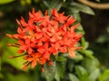 Close up blooming red flowers of West Indian Jasmine (Ixora chinensis)