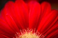 Macro of red Gerber Daisy with yellow center Royalty Free Stock Photo