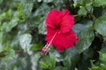 Close up blooming red Hibiscus flower in the garden in tropical Royalty Free Stock Photo
