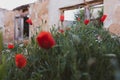 Close-up of blooming red poppies over wild grasses on a golden sunset Royalty Free Stock Photo