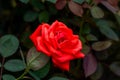 Close-up of a blooming red rose, rose flower Royalty Free Stock Photo