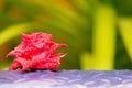 Close-up a blooming red rose put behind blue steel plate, there are drops of water on the flower after rain in garden background. Royalty Free Stock Photo