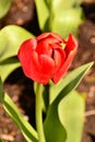 Close-up of a Blooming Red Tulip