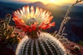 close-up of a blooming saguaro cactus at sunset