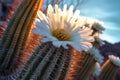 close-up of a blooming saguaro cactus at sunset