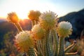 close-up of a blooming saguaro cactus at sunset