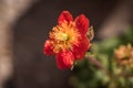 Close up of blooming scarlet avens Geum coccineum