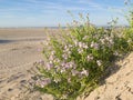 Close up of blooming Sea Rocket, Cakile maritima, in dune valley on the North Sea coas Royalty Free Stock Photo