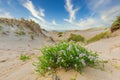 Close up of blooming Sea Rocket, Cakile maritima, in dune valley on the North Sea coast