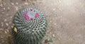 CLOSE UP OF BLOOMING SILKEN PINCUSHION PEDIOCACTUS SUCCULENT M