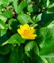 Close up blooming single Lesser celandine, spring yellow flower