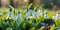 Close up of blooming snowdrops in a sunlit spring garden Royalty Free Stock Photo