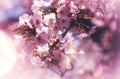 Close-up of blooming Somei-Yoshino cherry blossoms with lens flare light effects