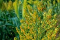 Sorghum ear Royalty Free Stock Photo