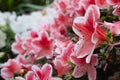 Close up of blooming spring azalea flowers or Rhododendron simsii Madame Theo Simon