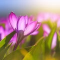 Close-up of blooming spring flowering violet crocuses on natural background on a sunny day