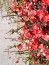 Close-up blooming springtime Chaenomeles japonica flowers