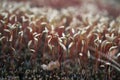 Close up of blooming springtime moss. Abstract composition with moss flowers. Royalty Free Stock Photo