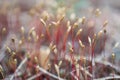 Close up of blooming springtime moss. Abstract composition with moss flowers. Royalty Free Stock Photo