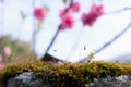 Close up of blooming springtime moss. Abstract composition with moss flowers,Beautiful moss and lichen covered stone. Green moss Royalty Free Stock Photo