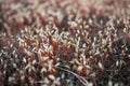 Close up of blooming springtime moss. Abstract composition with moss flowers. Royalty Free Stock Photo