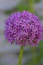 Close up of a blooming stalk of Allium Globemaster Royalty Free Stock Photo