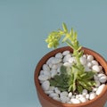 Close-up blooming succulent plant or cactus in ceramic pot isolated on light blue background Royalty Free Stock Photo