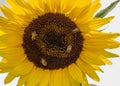 Close up of a blooming sunflower with a bee covered with pollen. Heliotrope. & x22;Helianthus annuus Royalty Free Stock Photo