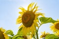 Close up of blooming sunflower on blue sky background Royalty Free Stock Photo