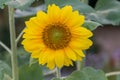 Close-up of a blooming sunflower Royalty Free Stock Photo