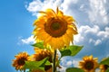 Close-up blooming sunflower. Flowers yellow sunflower and blue sky with clouds background Royalty Free Stock Photo