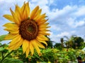 Close up of blooming sunflower (Helianthus annuus L.) with charming petals. Royalty Free Stock Photo