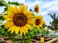 Close up of blooming sunflower (Helianthus annuus L.) with charming petals. Royalty Free Stock Photo