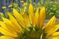 Close up of blooming sunflower with yellow petals and green tepals on a natural green background of a flowering field Royalty Free Stock Photo