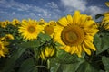 Close-up of blooming sunflowers Royalty Free Stock Photo