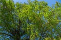 Close-up of blooming Taxodium mucronatum Taxodium Huegelii Lawson branches