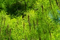 Close-up of blooming Taxodium mucronatum Taxodium Huegelii Lawson branches, commonly known as Montezuma bald cypress