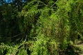 Close-up of blooming Taxodium mucronatum Taxodium Huegelii Lawson branches, commonly known as Montezuma bald cypress