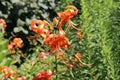 Close up of an orange and black blooming Tiger Lily Royalty Free Stock Photo