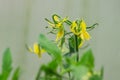 Close up of blooming tomato with yellow flowers in greenhouse Royalty Free Stock Photo
