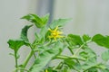 Close up of blooming tomato with yellow flowers in greenhouse Royalty Free Stock Photo