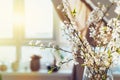 Close up blooming tree branches with white flowers in a vase with window background in sunset light. Home decor