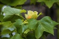 Close up of blooming Tulip Poplar tree Royalty Free Stock Photo