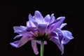 close up of blooming violet flower,