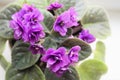 Close-up of blooming violets on a light background. Royalty Free Stock Photo