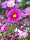 Close-up of blooming vivid pink Mexican Aster flowers in the flowers field