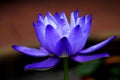 Close up blooming waterlily or lotus flower Royalty Free Stock Photo