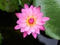 Close up blooming waterlily or lotus flower. Royalty Free Stock Photo